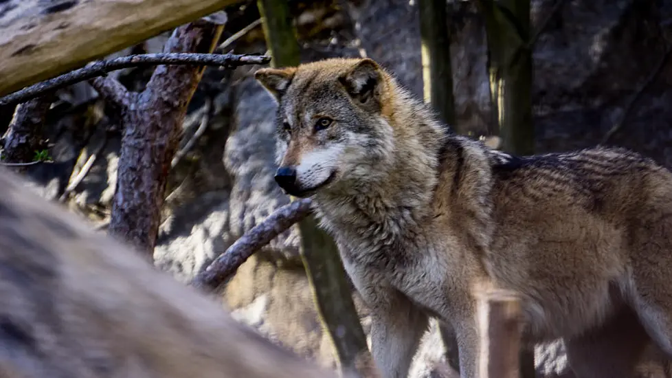 Eu Considers Limiting Protection For Wolves As Farmers Fear For Livestock