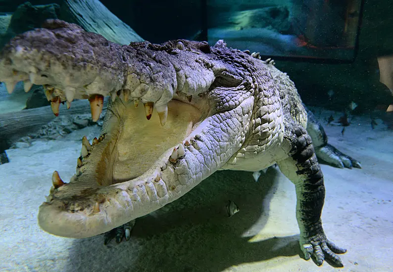 Dozens Of Crocodiles Escape From Farm After Storms Batter Southern China