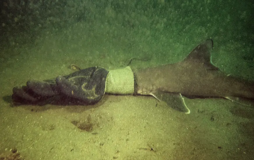 Couple On Scuba Diving Trip Rescue Baby Shark Caught In Work Glove