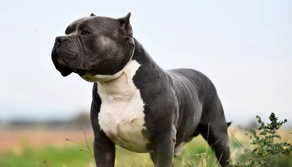 Uk To Ban ‘Dangerous’ Xl Bully Dogs By End Of The Year