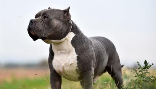 Uk To Ban ‘Dangerous’ Xl Bully Dogs By End Of The Year