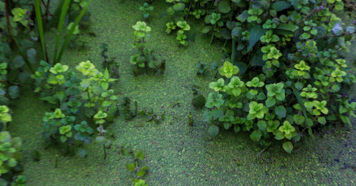 Environmentalists hold 'wake' for Lough Neagh over toxic algae bloom