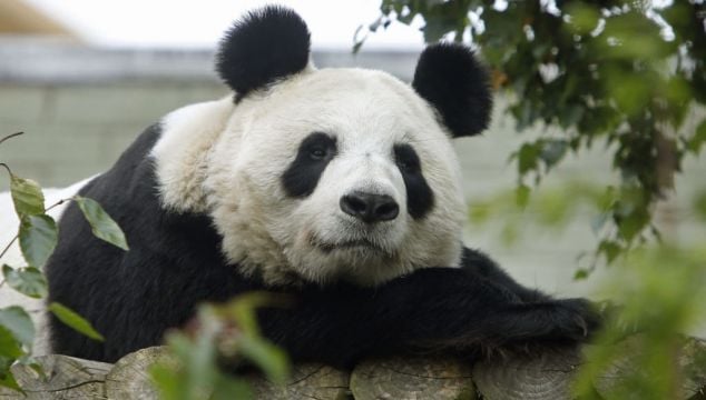 Living In Zoos Outside Their Natural Environment May Disrupt Pandas – Study
