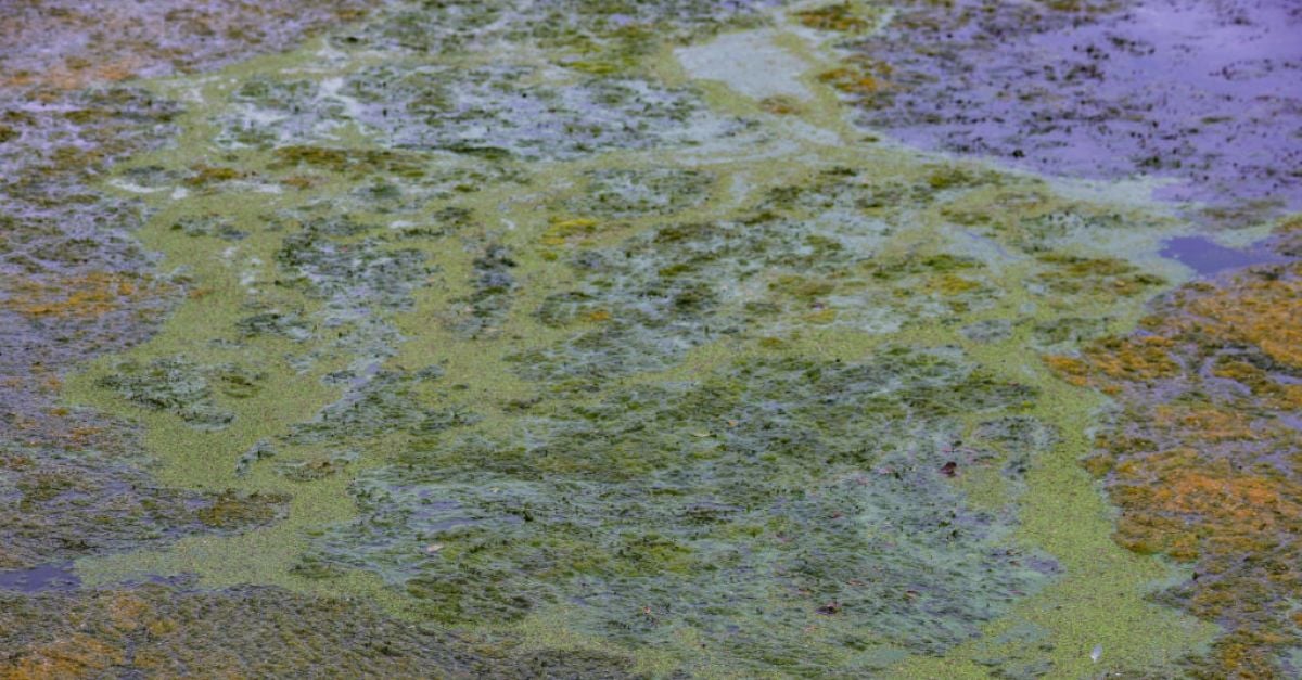 Toxic algae growth on Ireland’s largest freshwater lake is ‘a catastrophe’