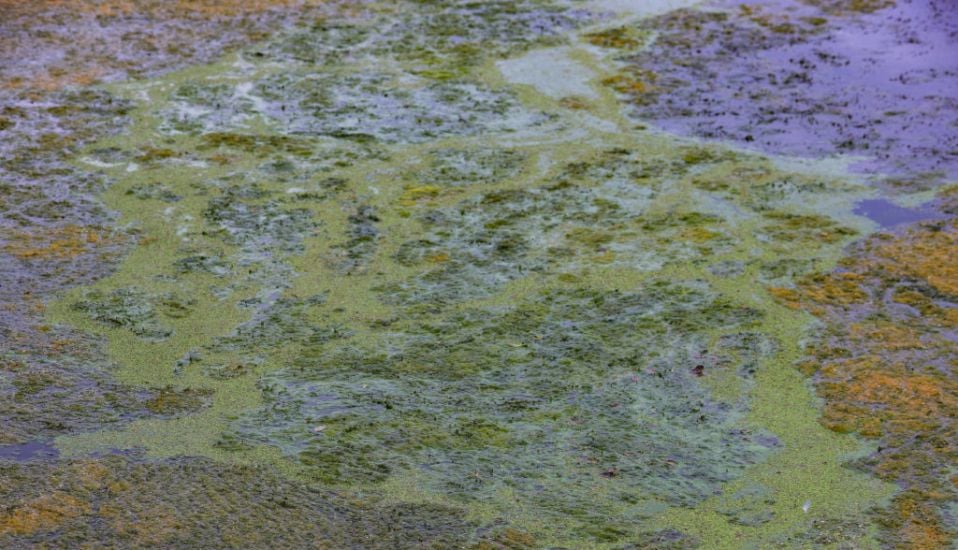 Toxic Algae Growth On Ireland's Largest Freshwater Lake Is ‘A Catastrophe’