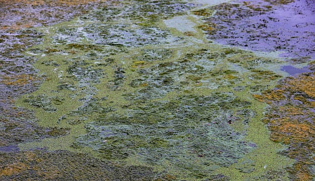 Toxic Algae Growth On Ireland's Largest Freshwater Lake Is ‘A Catastrophe’