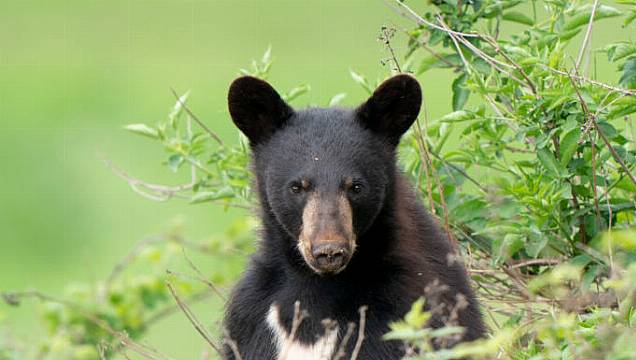 Mexican Mother Shields Son From Bear As It Eats Birthday Picnic