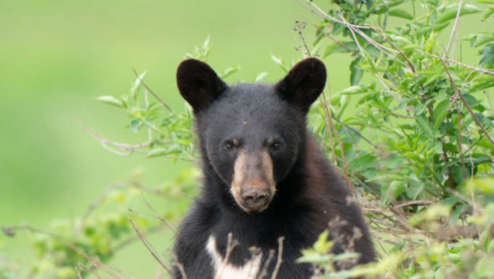 Mexican Mother Shields Son From Bear As It Eats Birthday Picnic