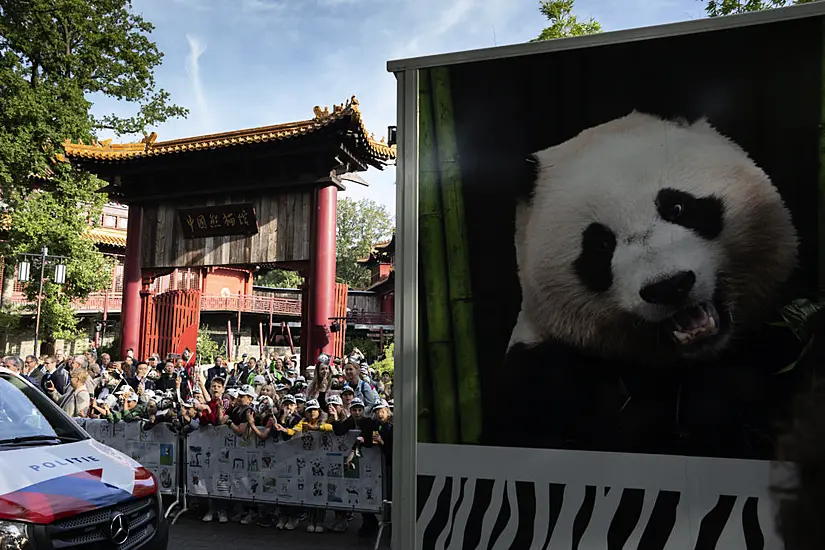 Dutch Crowds Cheer As Giant Panda Begins Long Journey To China