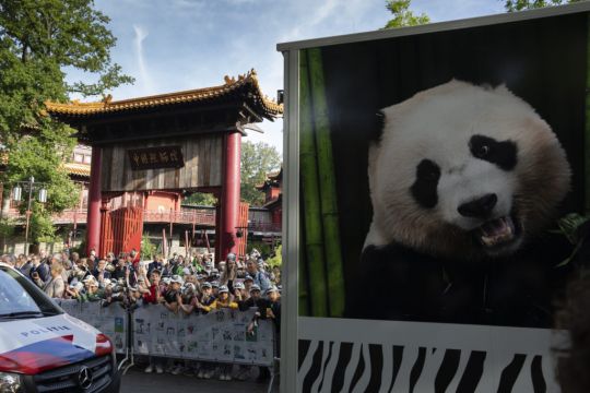 Dutch Crowds Cheer As Giant Panda Begins Long Journey To China