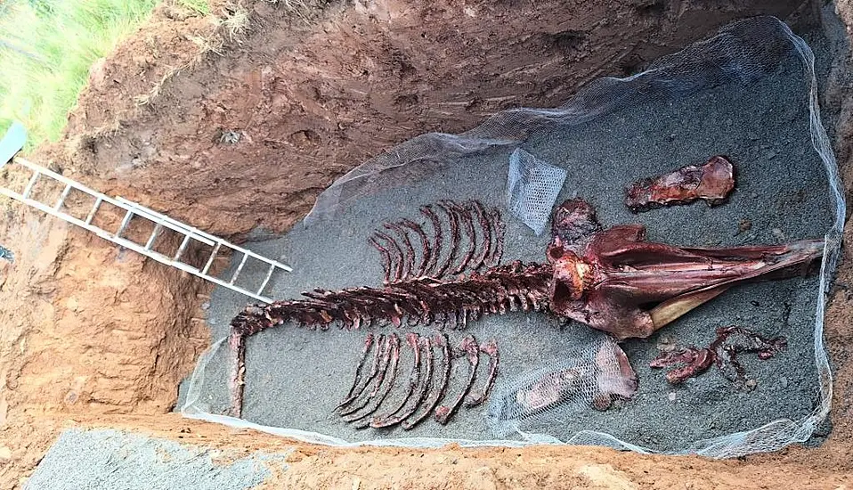 Remains Of Rare Whale Dissected By Hand On Beach In Order To Be Preserved