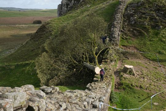 Hadrian’s Wall ‘Damaged In Felling Of Landmark Sycamore Gap Tree’