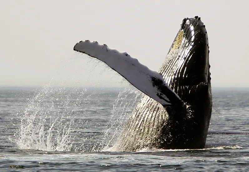 Whales And Dolphins Face Major Threat From Climate Change – Pioneering Study