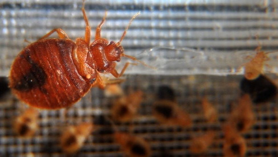 Irish Rugby Fans Warned About Threat Of Bed Bugs As Paris Grapples With Infestation