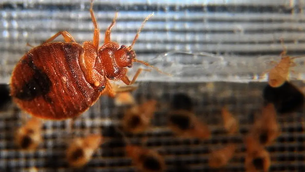 Irish Rugby Fans Warned About Threat Of Bed Bugs As Paris Grapples With Infestation