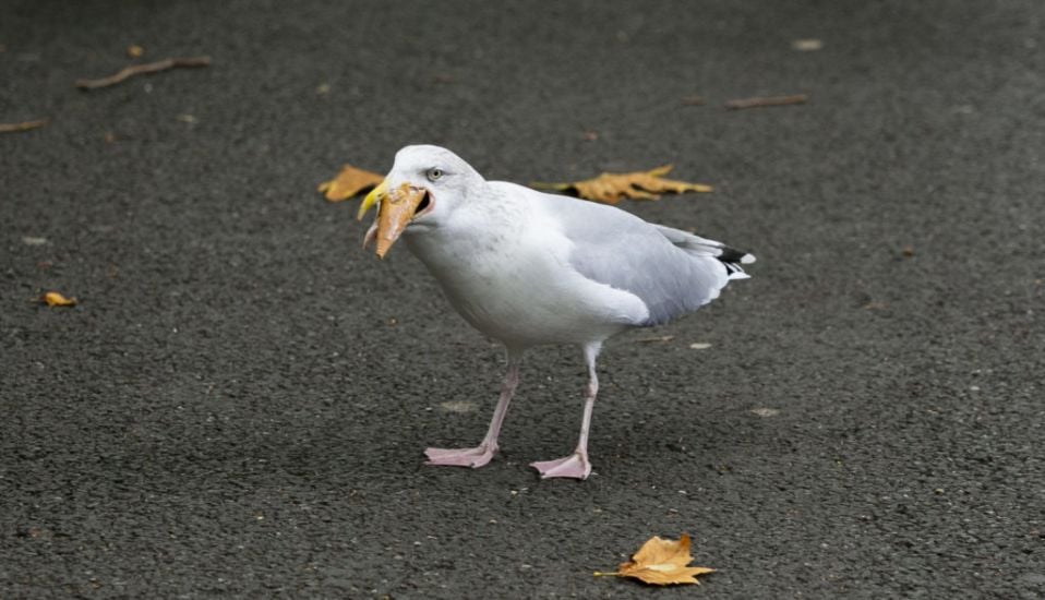 Call For Seagulls To Be Fed Corn Laced With Contraceptives In Bid To Control Numbers