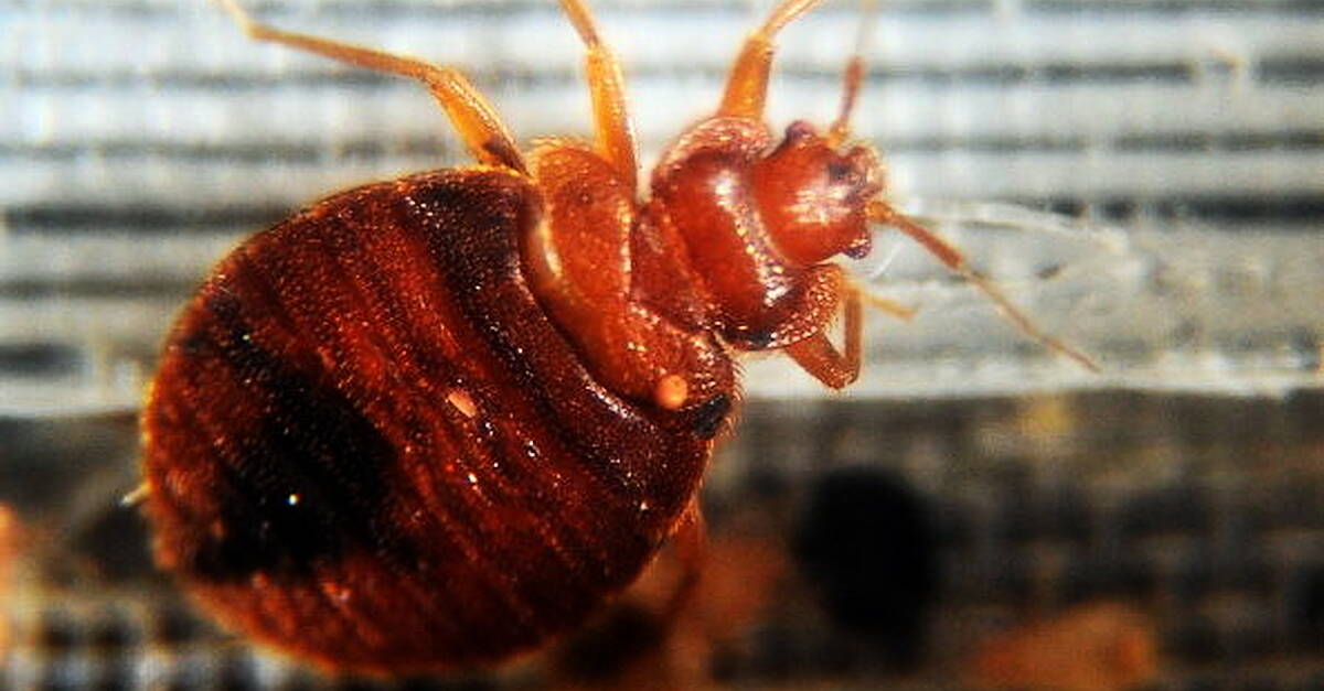 Paris freaks out over bed bugs during Rugby World Cup