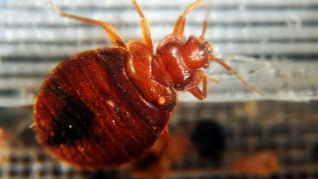 Paris Freaks Out Over Bed Bugs During Rugby World Cup