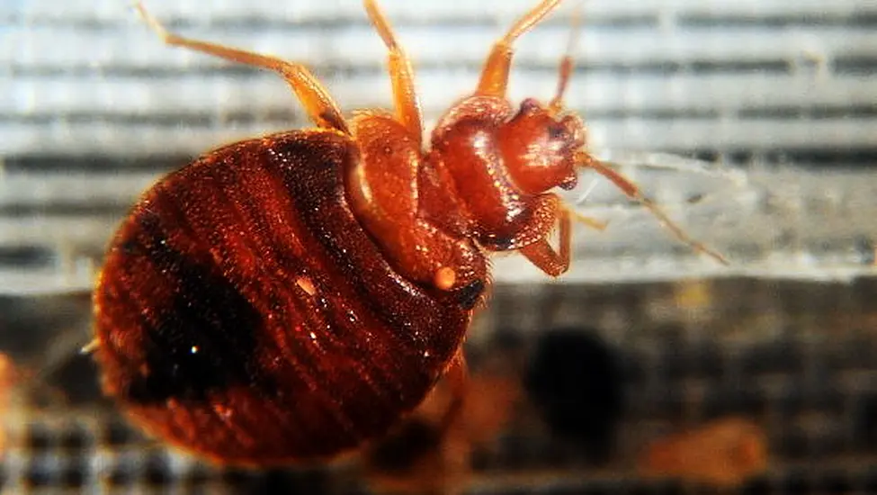 Paris Freaks Out Over Bed Bugs During Rugby World Cup