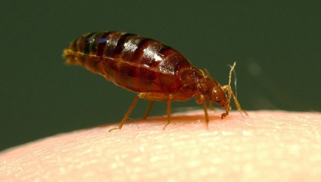 Pest Control Firms In Britain Report Being ‘Inundated’ With Calls About Bedbugs