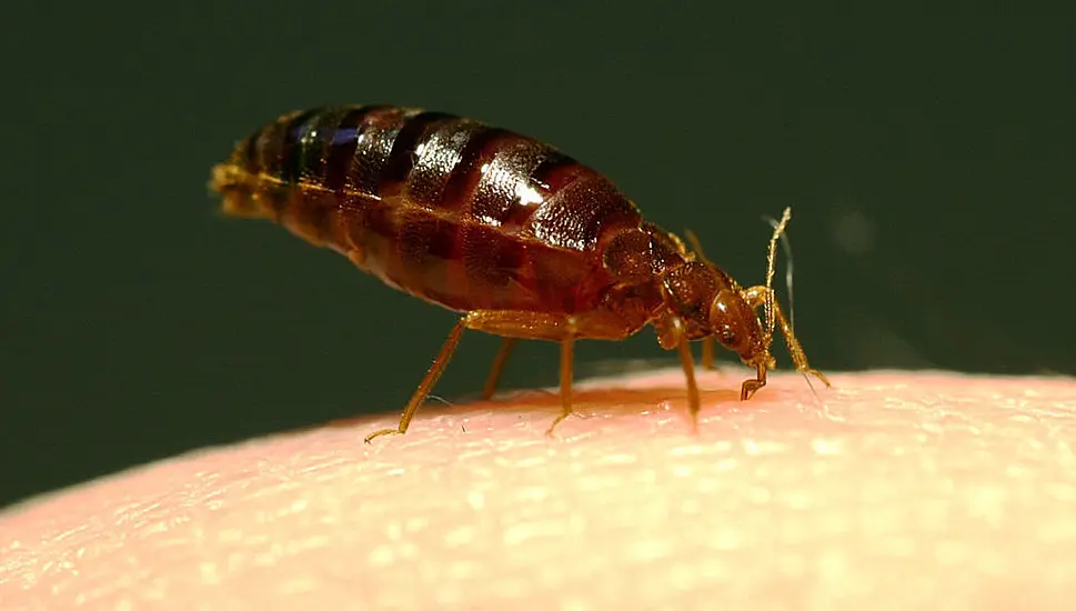 Pest Control Firms In Britain Report Being ‘Inundated’ With Calls About Bedbugs