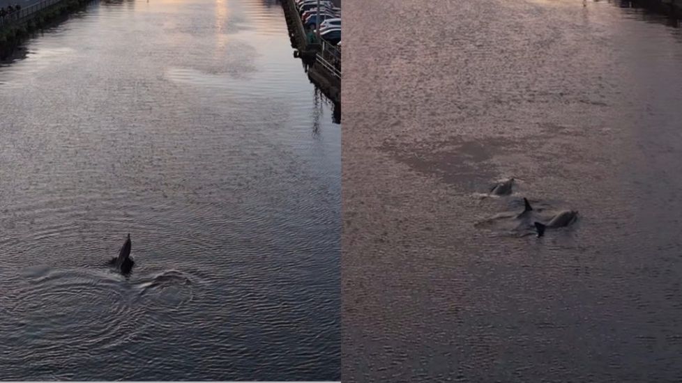 ‘Amazing Sight’ As Pod Of Dolphins Swim Down River Lee At Sunset