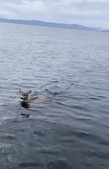 Deer Struggling In Cold Water Saved By Us Troopers Who Give Them A Lift In Boat