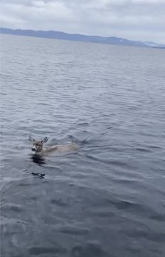 Deer Struggling In Cold Water Saved By Us Troopers Who Give Them A Lift In Boat