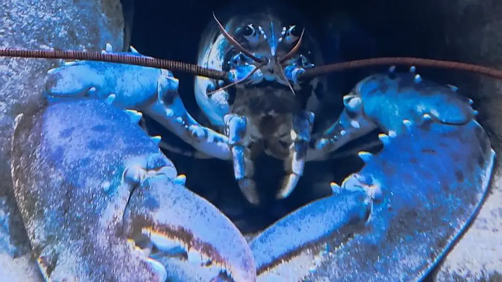 Staff At Irish Aquarium Baffled As Rare Albino Lobster Turns Blue