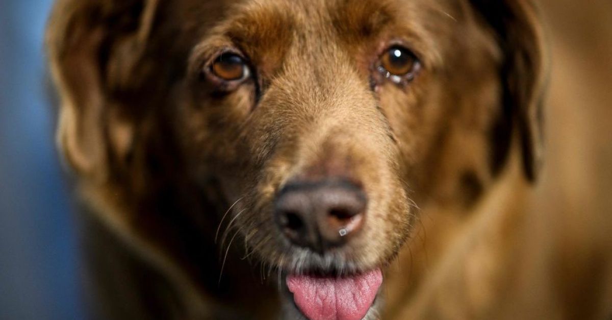 Bobi, world’s oldest dog, dies in Portugal aged 31