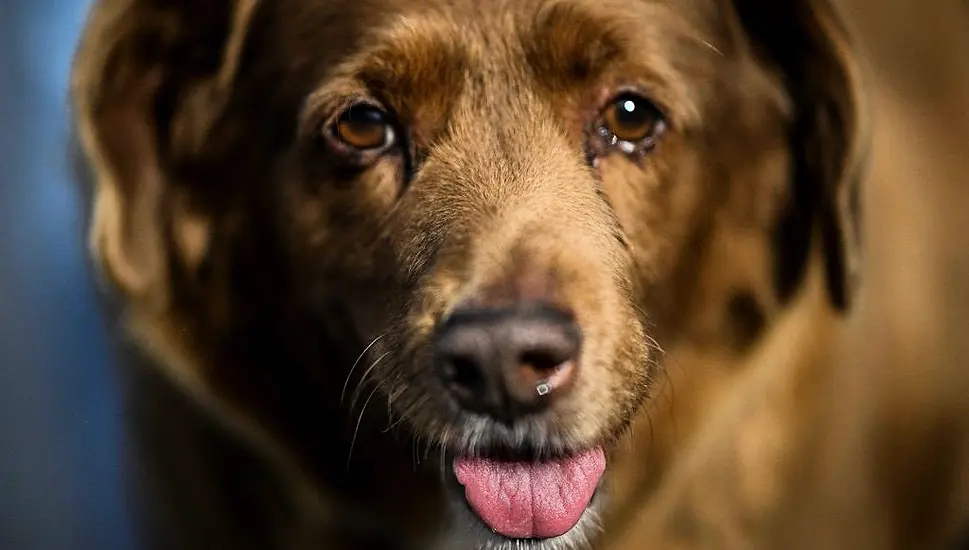 Bobi, World's Oldest Dog, Dies In Portugal Aged 31