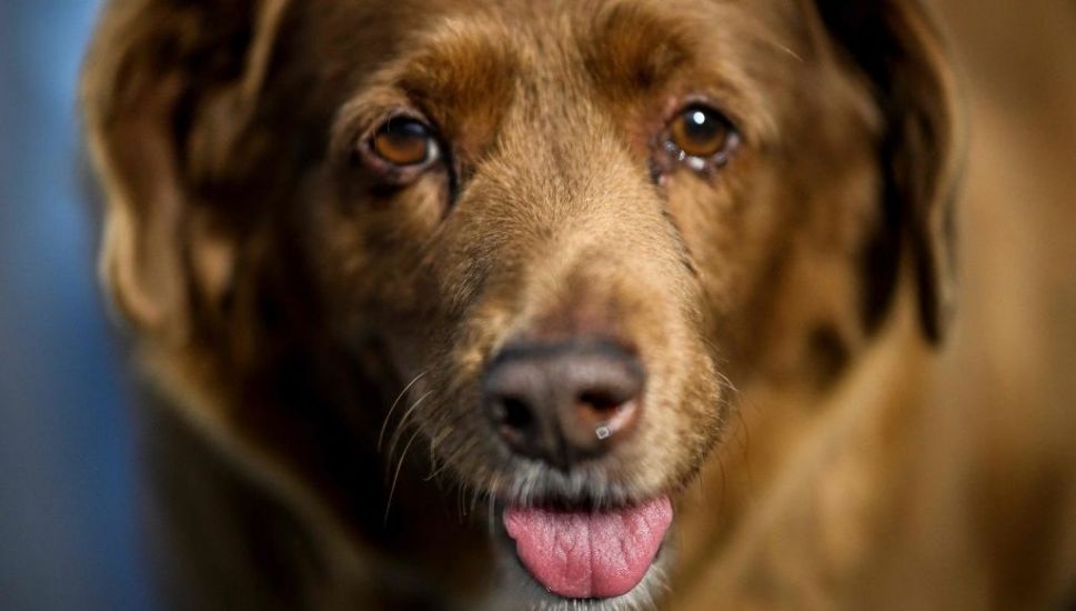 Bobi, World's Oldest Dog, Dies In Portugal Aged 31