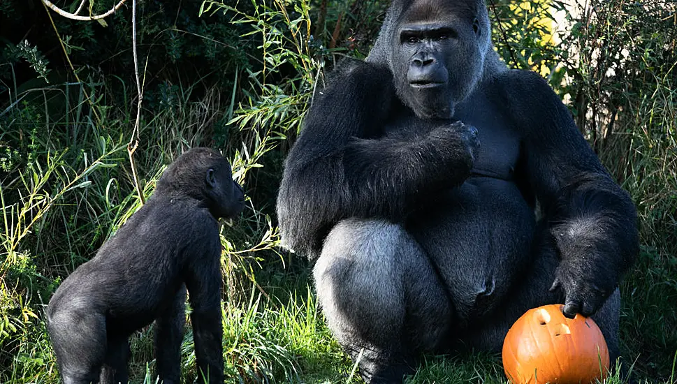 Dublin Zoo Announces Free Entry For Children In Costumes For Bank Holiday Weekend