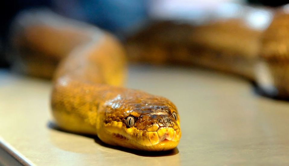 Man Charged After Snakes Let Loose In Sydney Suburb