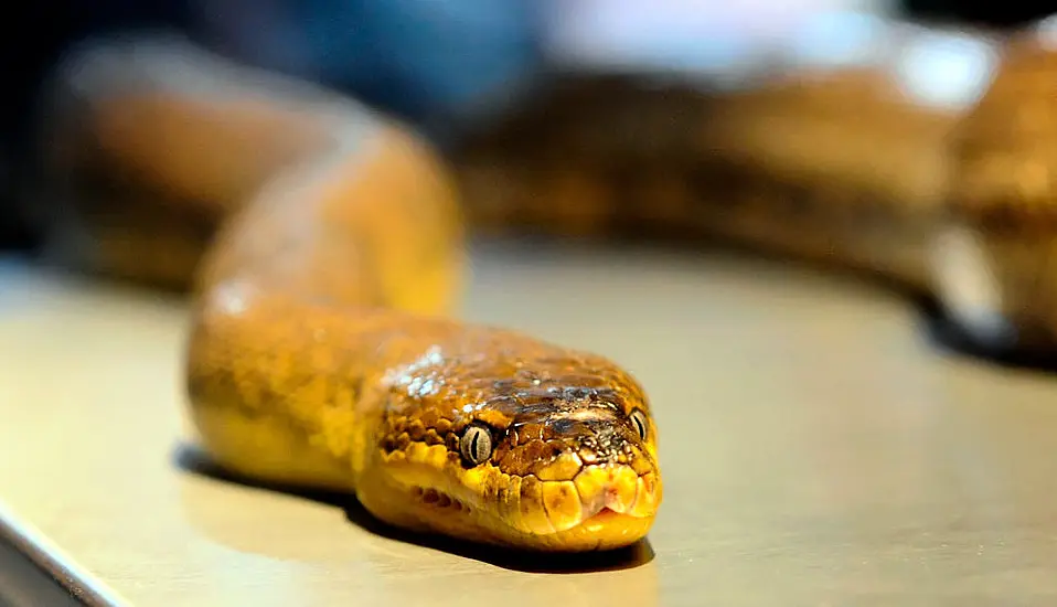 Man Charged After Snakes Let Loose In Sydney Suburb