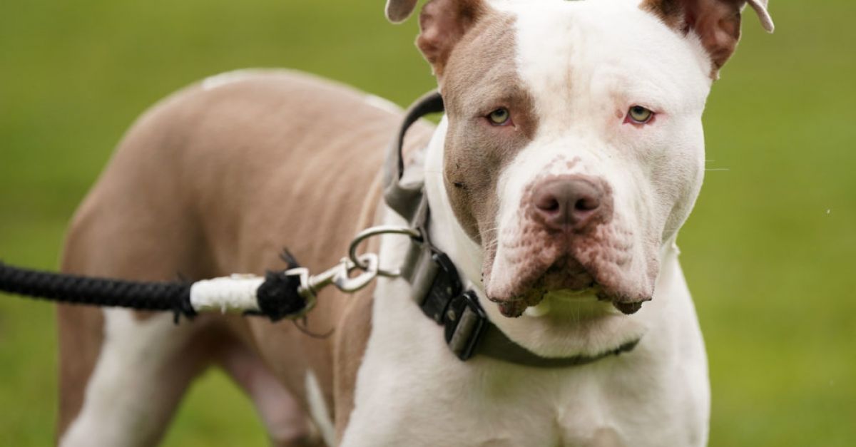 Gardaí потвърди нарастваща тенденция за изоставяне на кучета XL Bully