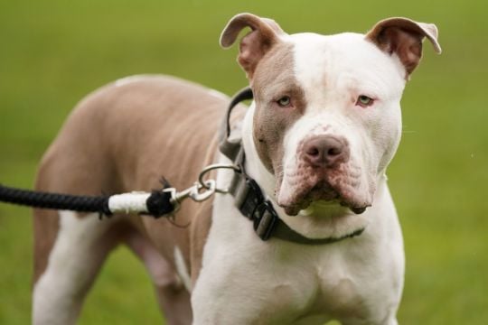 Gardaí Confirm Growing Trend Of Xl Bully Dogs Being Abandoned