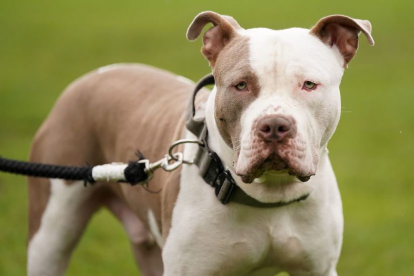 Uk's Xl Bully Dog Ban To Begin On New Year's Eve