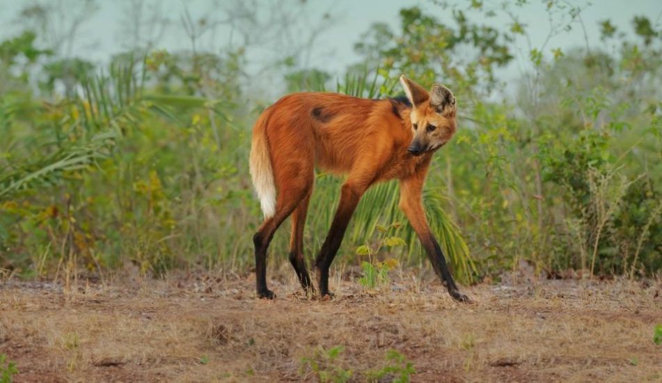 Death Of Rare Wolf After Planet Earth Filming ‘Reminder Of What Could Be Lost’