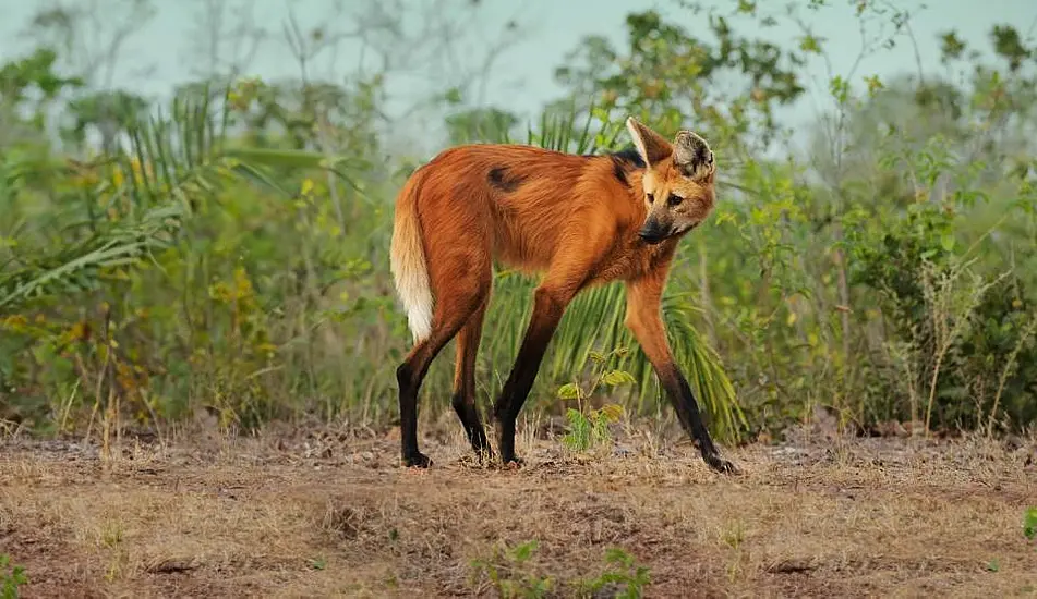 Death Of Rare Wolf After Planet Earth Filming ‘Reminder Of What Could Be Lost’