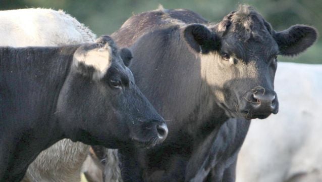 Irish Beef Exports To China Suspended After Case Of Bse