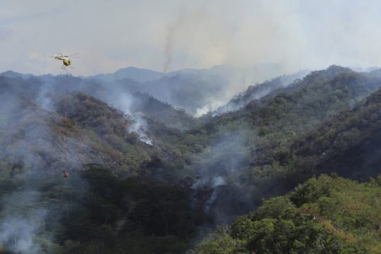 Hawaii Wildfire Destroys Parts Of Rainforest Home To Fragile Species