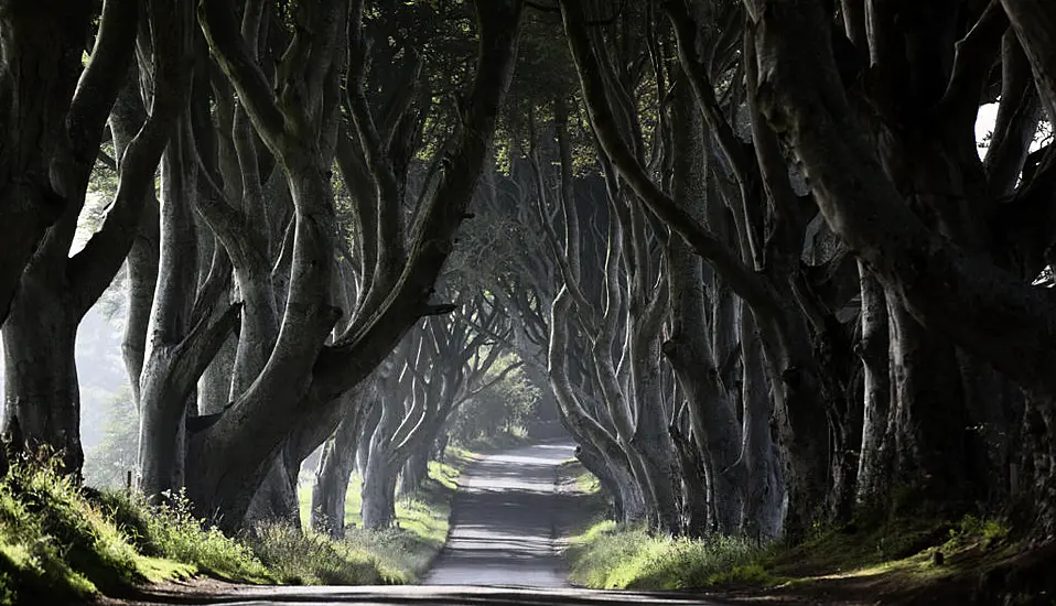 Several Dark Hedges Trees Made Famous By Game Of Thrones To Be Cut Down