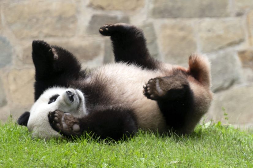 China Could Send More Pandas To Us As ‘Envoys Of Friendship’