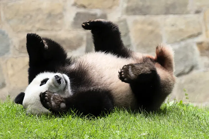 China Could Send More Pandas To Us As ‘Envoys Of Friendship’