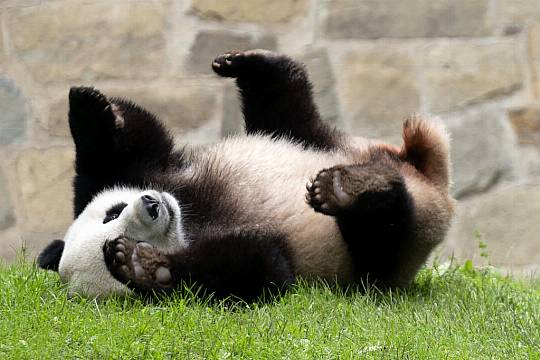 China Could Send More Pandas To Us As ‘Envoys Of Friendship’