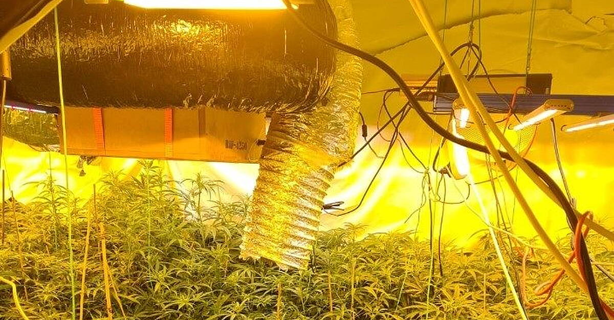 Two men arrested as gardaí seize cannabis plants worth €195,000