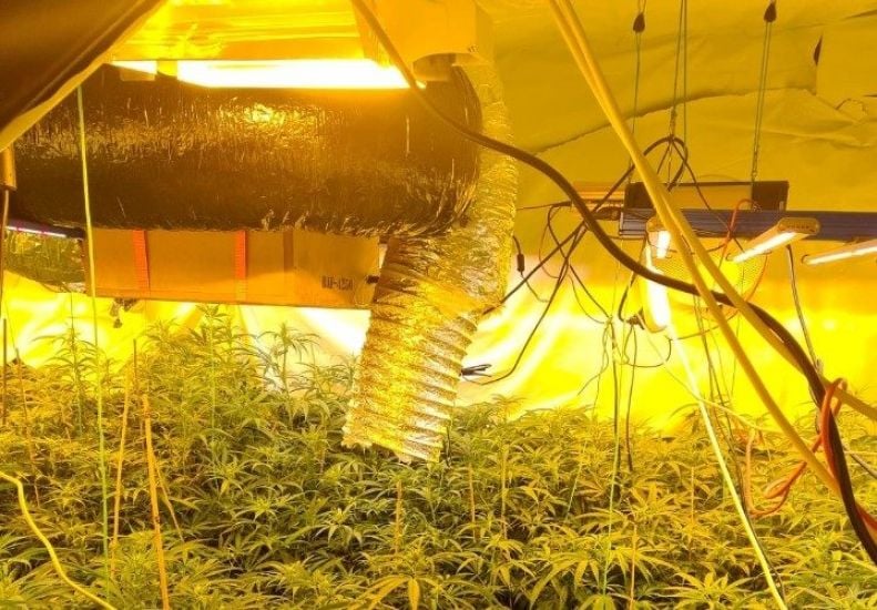 Two Men Arrested As Gardaí Seize Cannabis Plants Worth €195,000