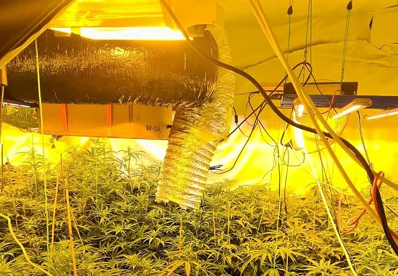 Two Men Arrested As Gardaí Seize Cannabis Plants Worth €195,000