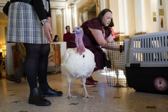 Turkeys Set For Presidential Pardon As Part Of Us Thanksgiving Tradition